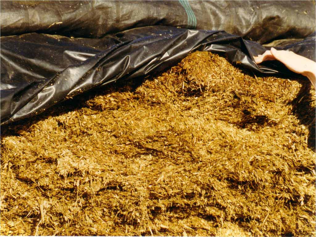 Open Silage Clamp